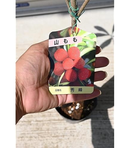 Amazon.co.jp: 果樹苗 ヤマモモ 東魁 (メス木) 2株 / 国華園 25年秋